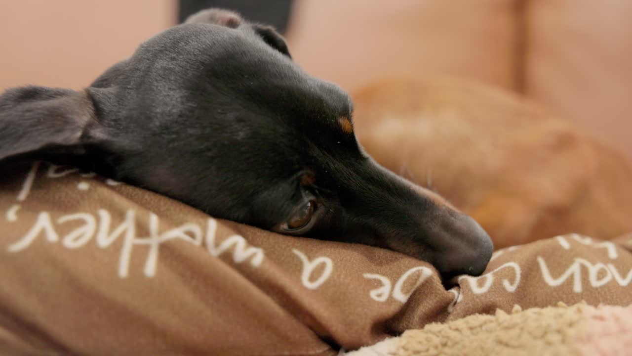 A relaxed black and tan Dachshund lounges lazily on a comfortable pillow atop a living room couch, enjoying a peaceful afternoon indoors