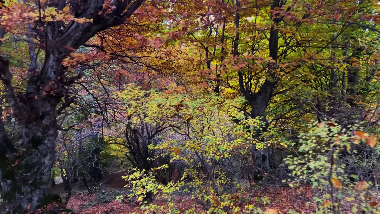 Beautiful Scary Dark Forest in Wet Hazy Weather with Fog and Ground Covered by Full of Dry Leave Oak trees and Sequoia Sherman Fagus Beech Autumn Go Through Foliage Bushes Hedges Stems and Tree Trunk