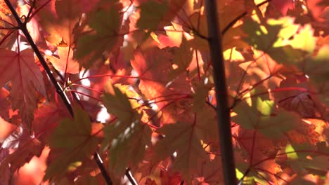 4K_Colorful Autumn stock footage video capturing light, colors, and motion