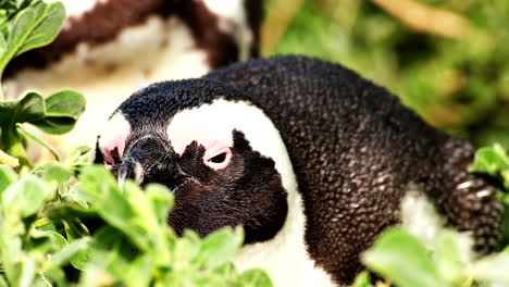 primer plano frontal del pingüino del cabo acostado para dormir una siesta en la vegetación costera