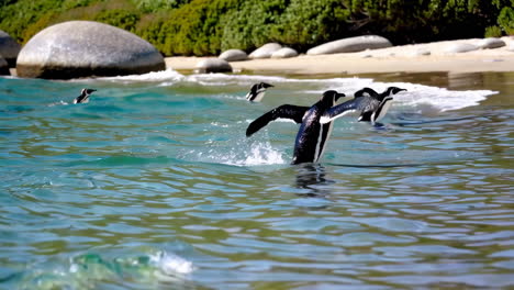 penguins jumping in the ocean