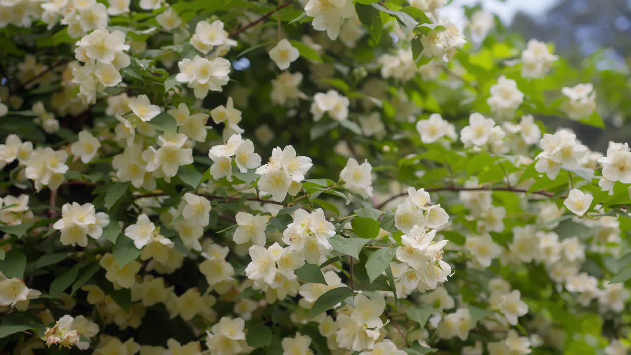Close-up of spring flowers gently swaying in the breeze at Lake Como, Italy (Lago di Como, Italia), serene nature