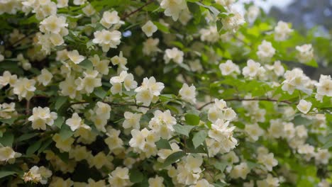 close-up of spring flowers gently swaying in the breeze at lake como, italy (lago di como, italia), serene nature