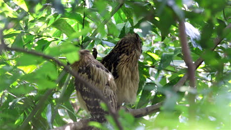 Ein-Paar-Buffy-Fish-Owl