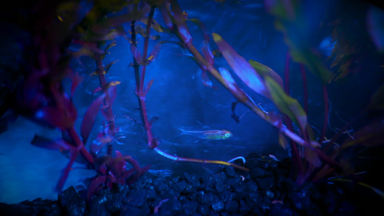 Peces y plantas acuáticas vistos bajo iluminación de bio-fluorescencia