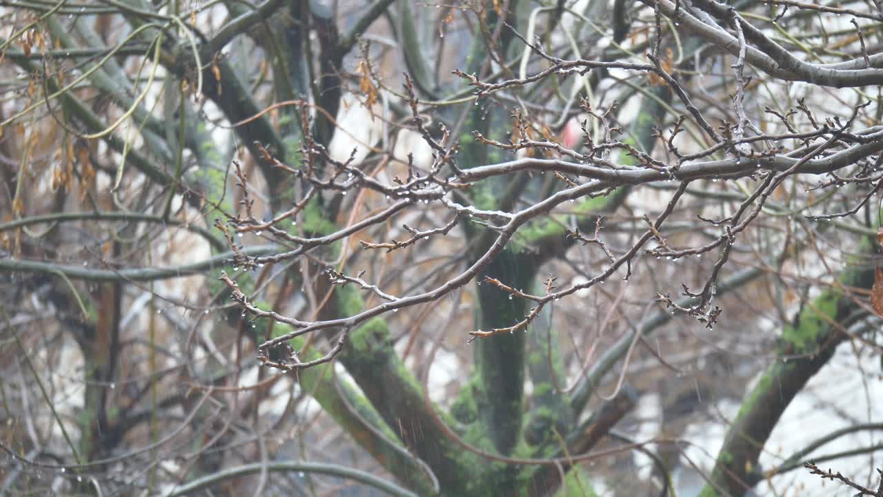 Tree Branches in the Rain