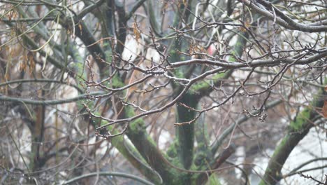 tree branches in the rain