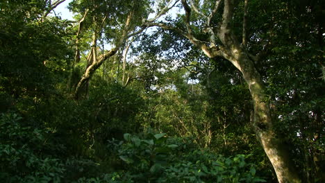 bosque costero del sur de áfrica