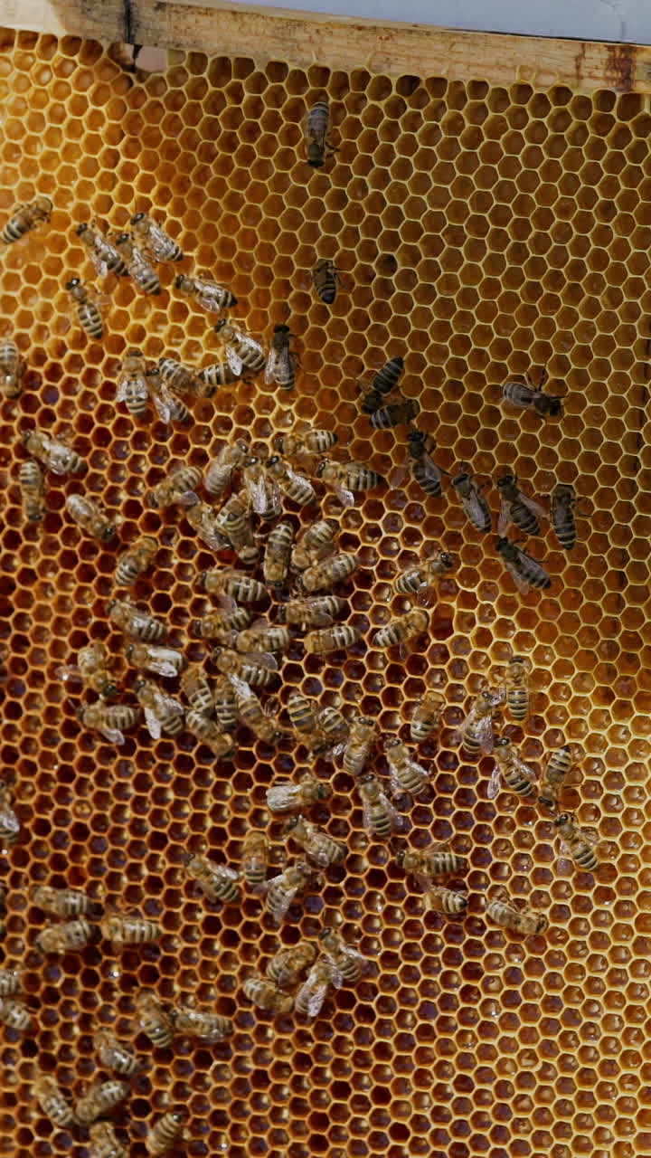 Beekeeper harvesting honey. Bee on honeycombs with honey slices nectar into cells. Vertical video