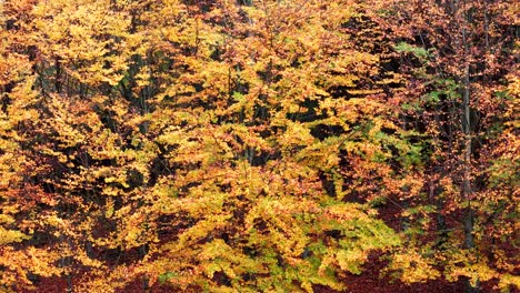 Aerial-trucking-view-at-close-range-of-orange-trees-at-the-end-of-autumn-fall-in-4K