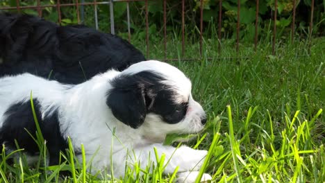 Slow-pan-up-of-Maltese-Miniature-Schnauzer-puppies-playing-in-fresh-cut-grass-on-a-sunny-afternoon