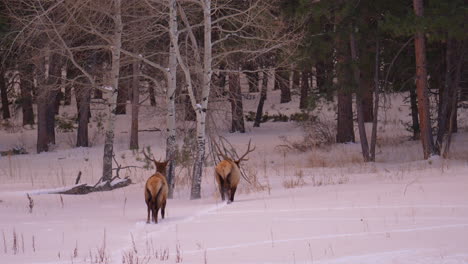 Alce-Toro-Asta-Manada-Montañas-Rocosas-Denver-Colorado-Parque-Nacional-De-Yellowstone-Montana-Wyoming-Idaho-Fauna-Silvestre-Animal-Puesta-De-Sol-Invierno-Nieve-Sendero-Bosque-Prado-Fuera-De-Campo-Cazador-De-Dólares-Pan-Seguir