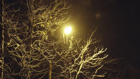 tarde oscura en el parque iluminada por las luces de la calle en invierno con nevadas