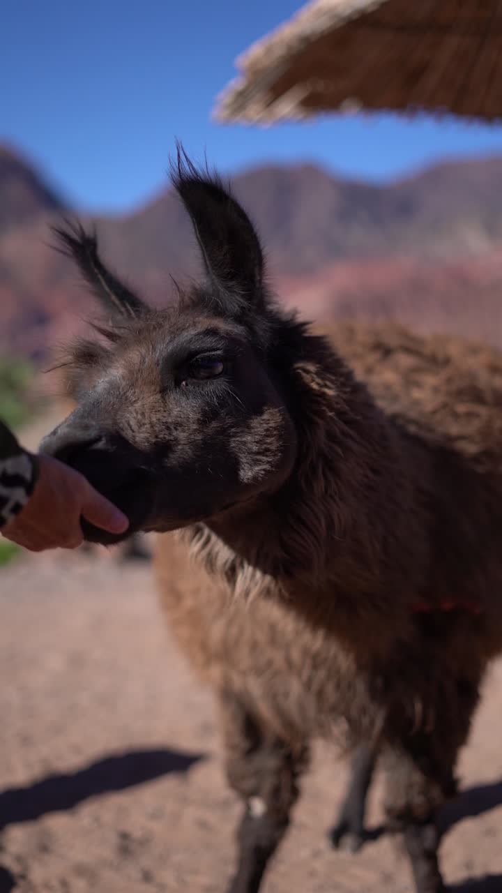 Un lama marrone e nero è in piedi sulla terra con la testa girata di lato. Una persona sta accarezzando l'animale.