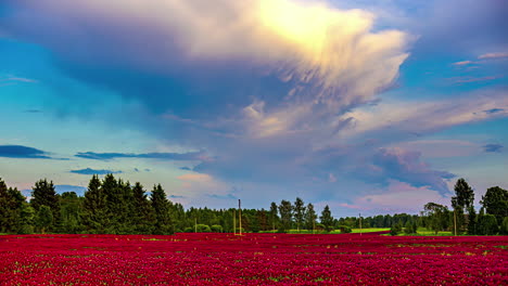 Timelapse-green,-red-beautiful-poppy-flower-field-in-Bauska-area,-Latvia