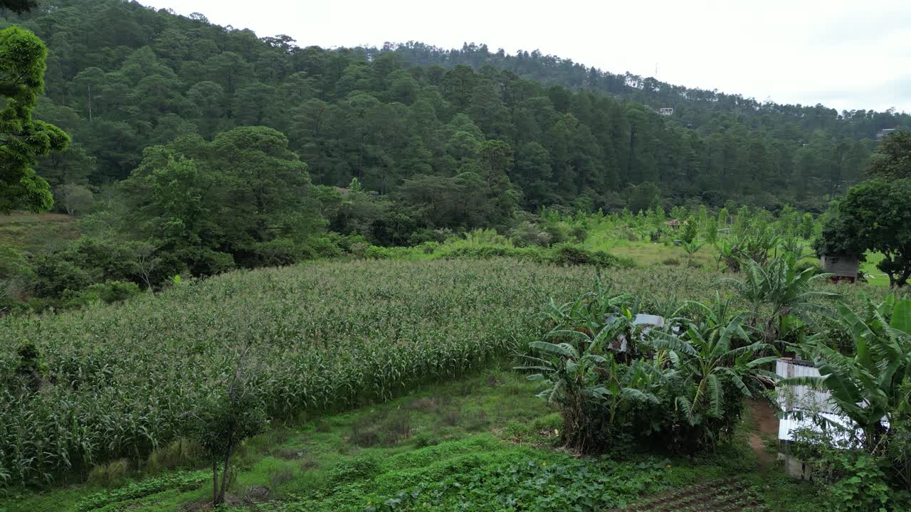 Aerial view of Honduras rural community with cornfields and forest, food security and sustainable agriculture