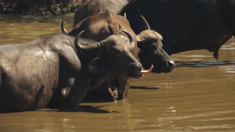 Cape-Buffalo-Se-Lame-La-Nariz-Con-La-Lengua-Mientras-Se-Baña-En-Un-Río