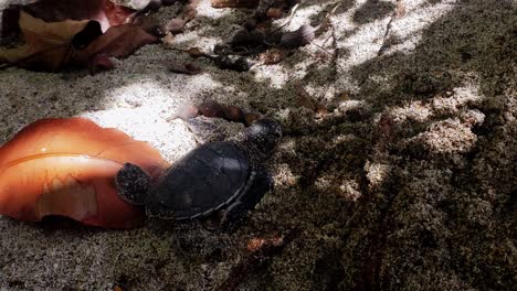 hermosa tortuga bebé que se dirige al mar - primer plano