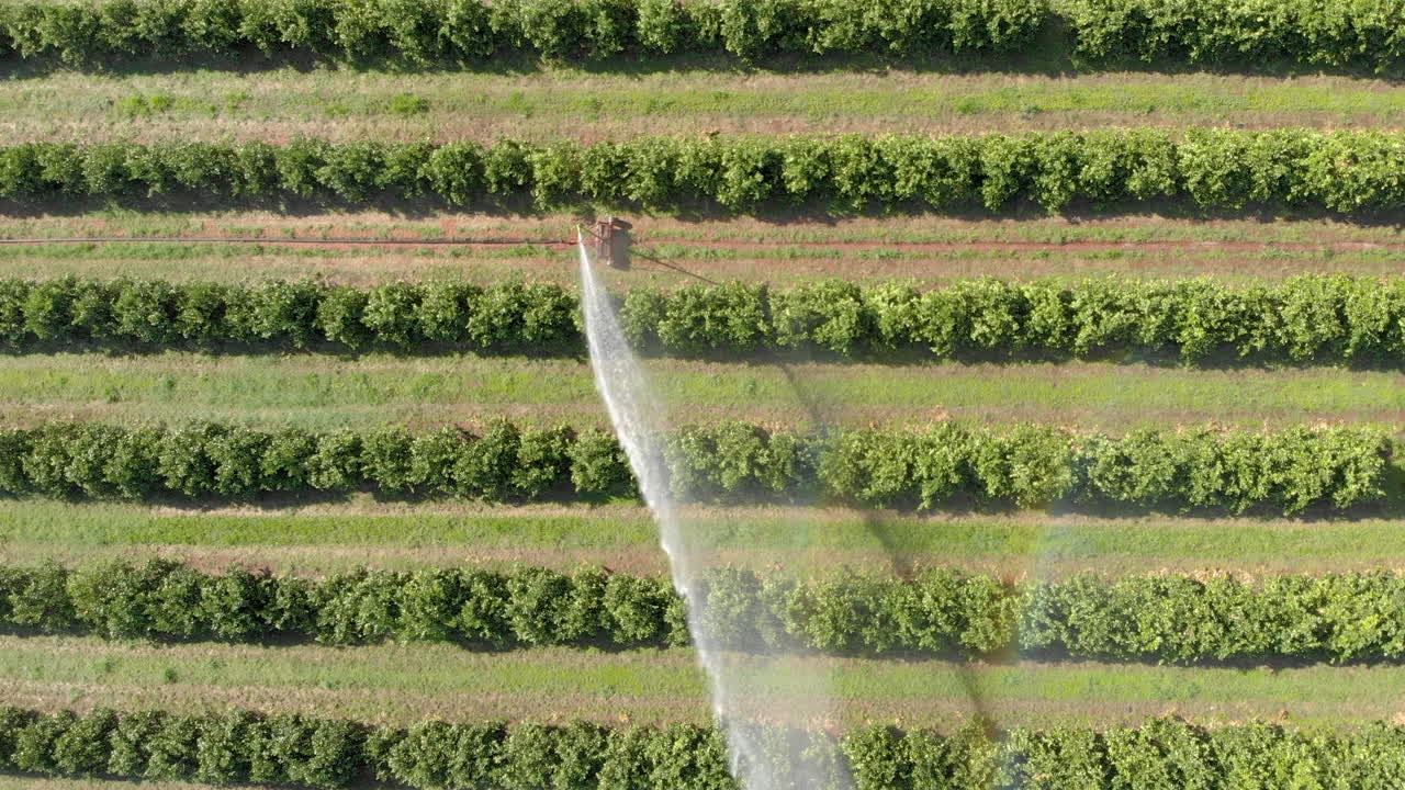 aerial top view Irrigation in orange plantation on sunny day in Brazil