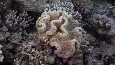 leather coral with open polyps on coral reef