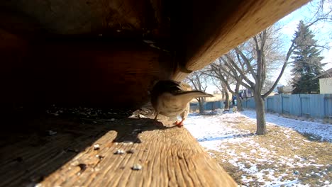 bird sitting and looking out of a open spot in a roof top of a house