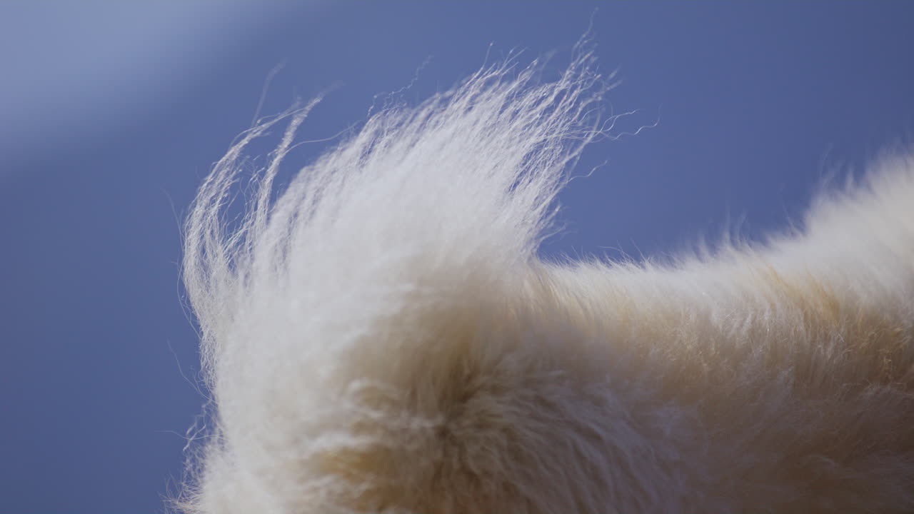 Samoyed and Shetland Sheepdog playing joyfully on a mountain field, surrounded by stunning alpine views and clear skies