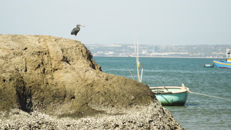 ave marina en un acantilado rocoso cerca de la costa de vietnam con bote amarrado, tiro de mano