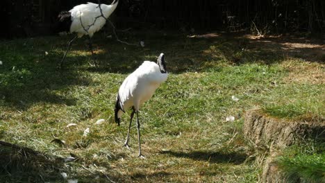 Kanadakraniche-Im-Zoo-Von-Columbus