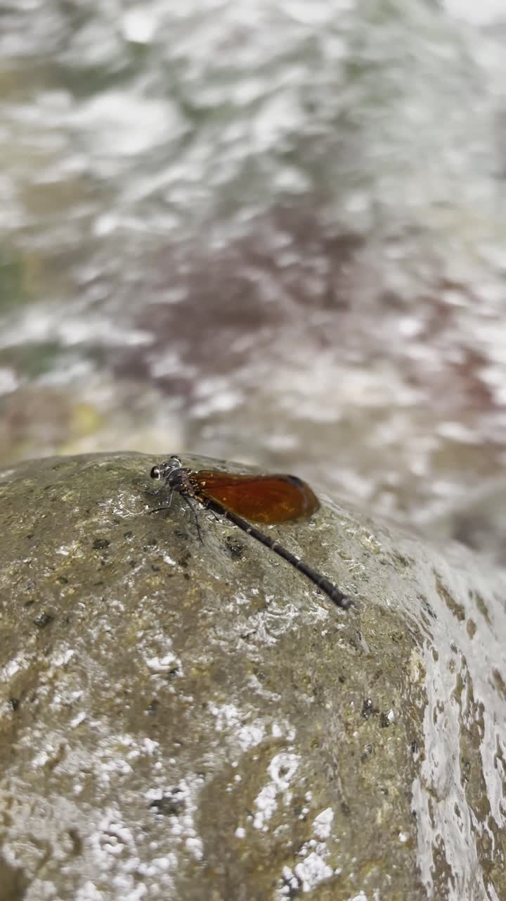 Close-up of a Damselfly Resting on a Wet Rock by a Stream