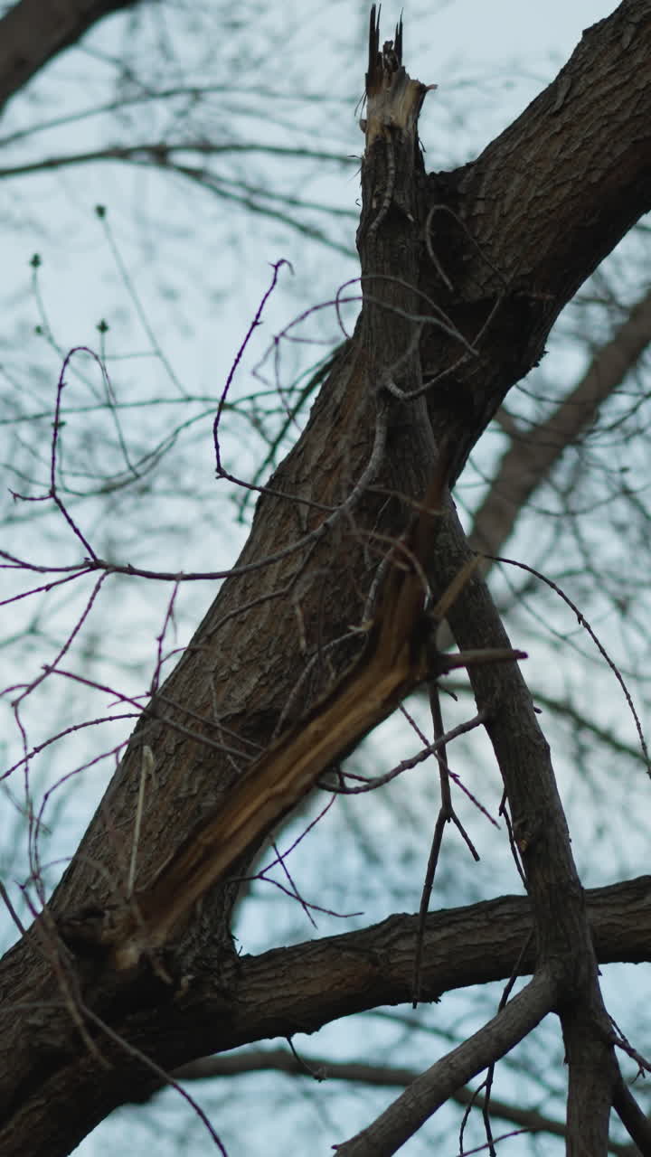 Close-up of a broken tree branch against a backdrop of a network of intertwined bare branches and a pale sky