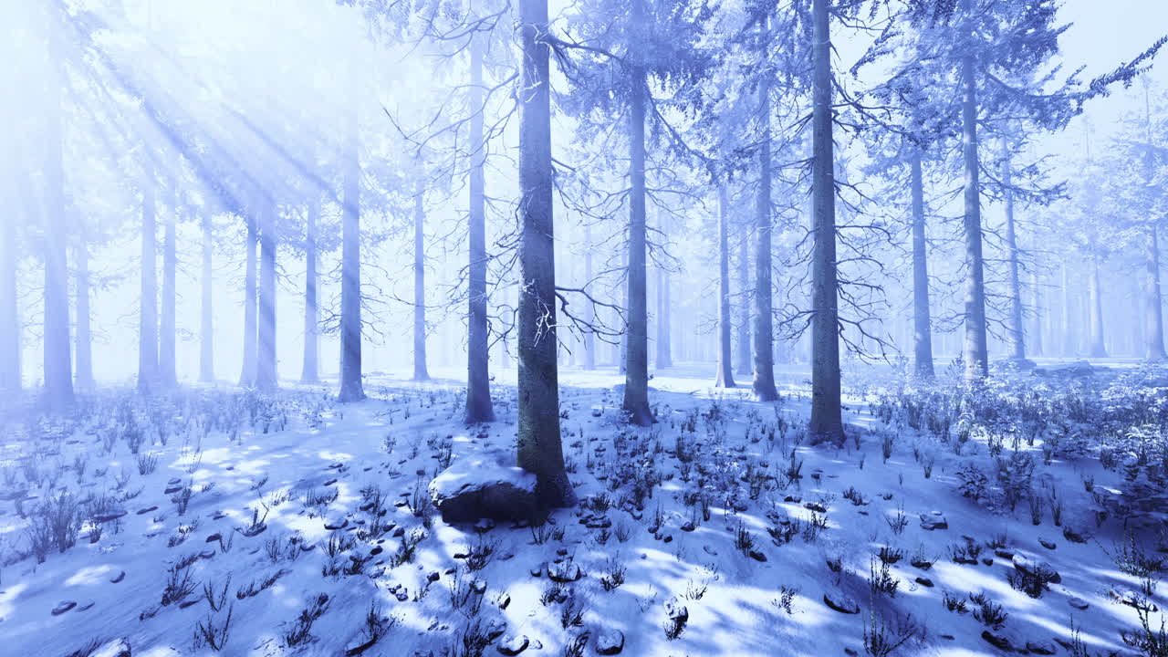 Mysterious winter forest bathed in soft sunlight and tranquility