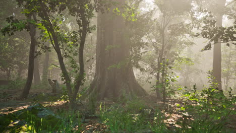 Sun-rays-flowing-through-the-tree-trunks-of-the-evergreen-forest