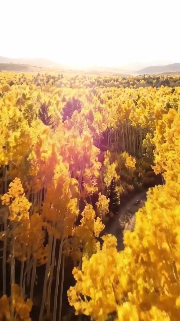 Paesaggio autunnale mozzafiato con una radiosa foresta dorata e una splendida alba su una vibrante chioma di foglie gialle che cattura la bellezza della natura.