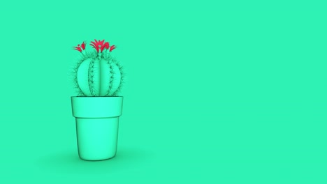 el cactus 4k