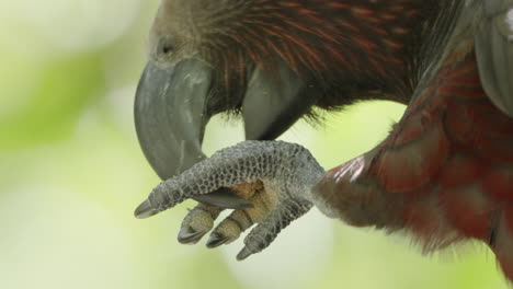 kaka parrot eating food in the forest - close up