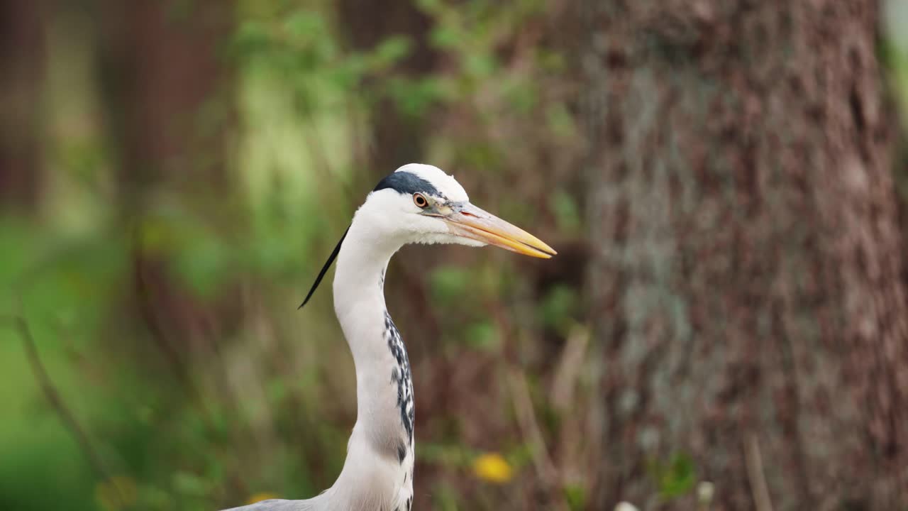 Grey heron turning his head to search for food in the forest of copenhagen