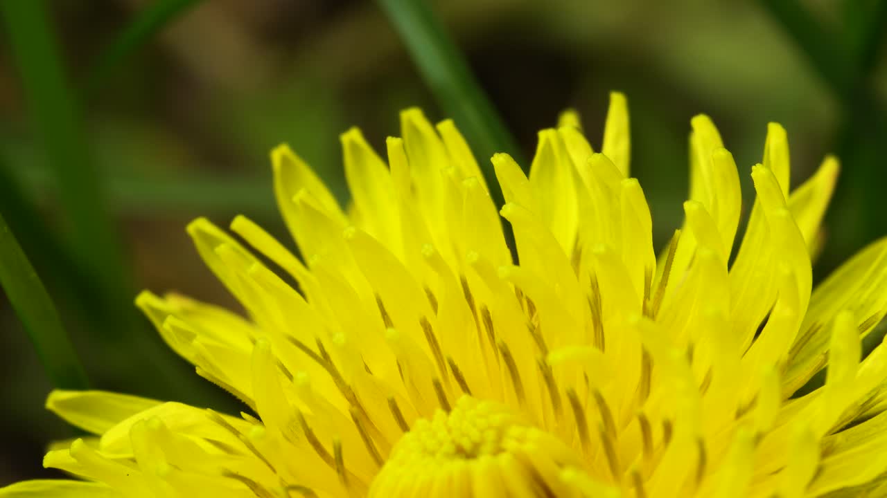 flor compuesta de diente de león, formada por cientos de flores individuales, cada una con partes masculinas y femeninas, estambres y estigmas