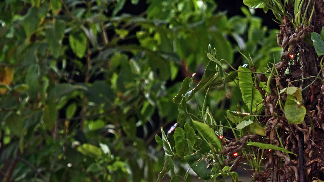 Leaves that dance in morning’s breeze, scent the air with earthy ease