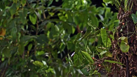 leaves that dance in morning’s breeze, scent the air with earthy ease