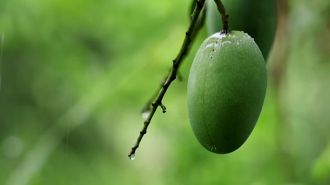 Un video cinematografico in primo piano e al rallentatore che mostra fresche gocce di pioggia che cadono delicatamente su un mango verde acerbo appeso a un albero di mango durante la stagione dei monsoni nell'Himachal Pradesh, India.