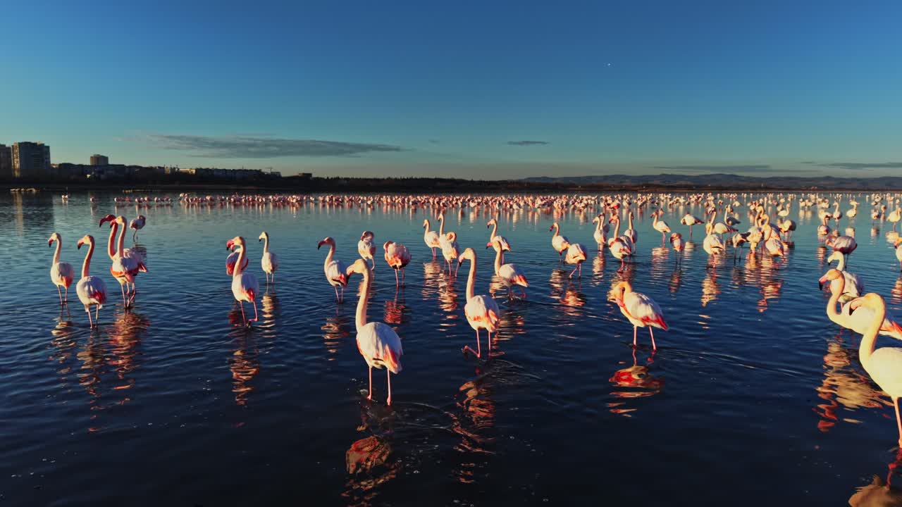 Flamingos gather at a lake during sunset for feeding and resting