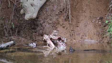 Heosemys-Grandis,-Parque-Nacional-Khao-Yai,-Tailandia,-Visto-En-El-Lado-Derecho-Acechando-Debajo-Del-Agua-Y-Luego-Se-Sumerge