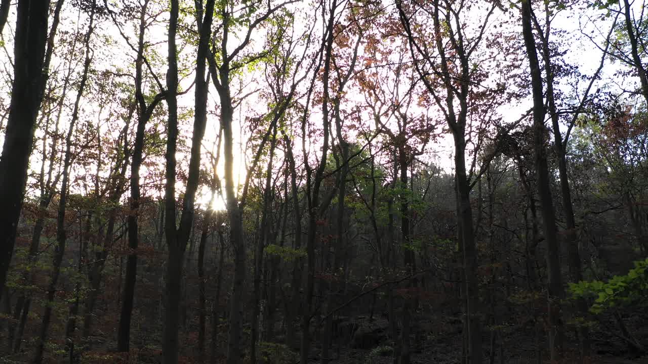고요한 숲에서 나무 사이로 비치는 태양