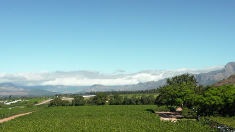 drone descend at vineyards in babylonstoren wine estate winery in paarl, south africa