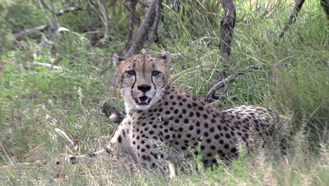 a cheetah panting on a warm summers day, looking around