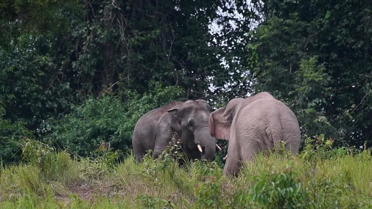 다 자란 코끼리 두 마리의 진지한 만남, 검은색이 더 많은 코끼리는 뒤로 물러나고 다른 코끼리는 위협을 가합니다.