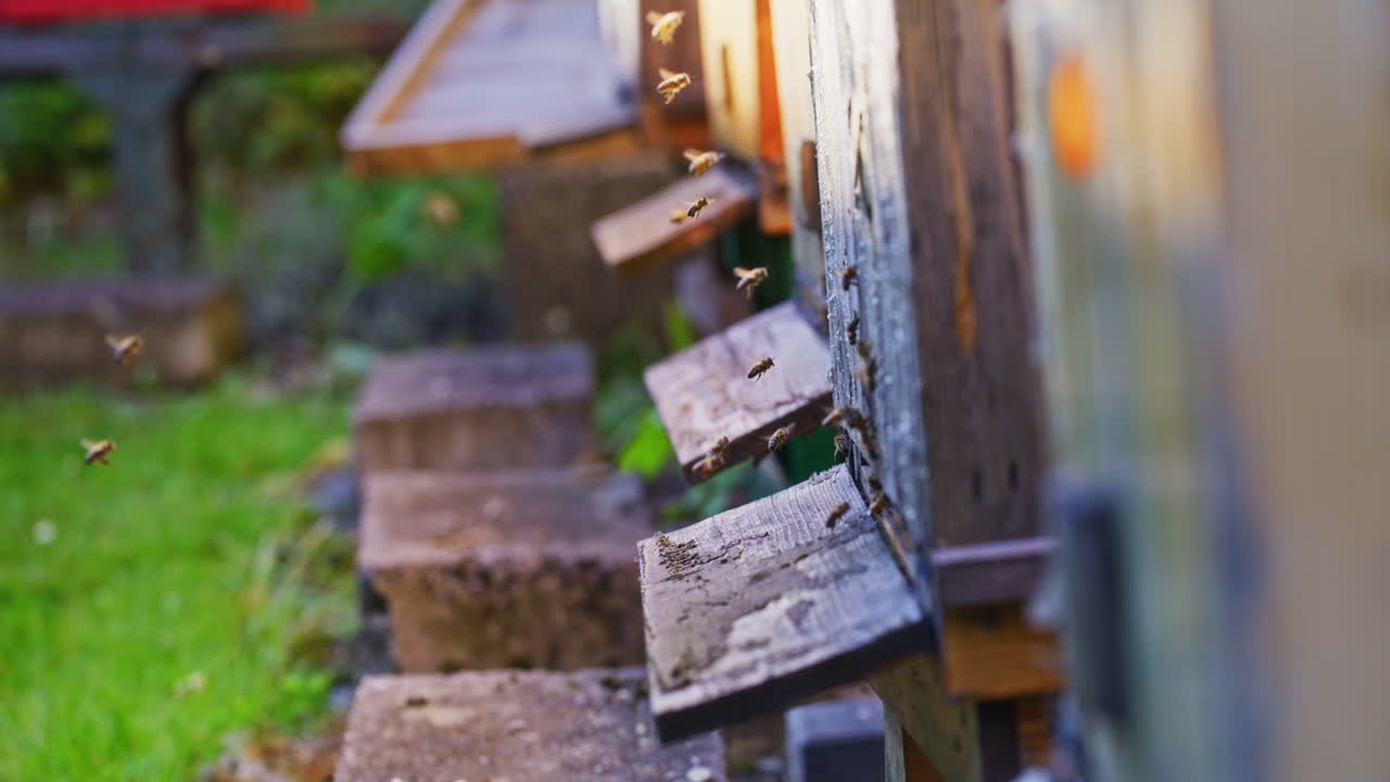 벌 들 은 일 을 마친 후 에 벌집 으로 날아간다