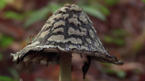 Elster-Tintenkraut-Oder-Coprinopsis-Picacea,-Umgeben-Von-Kleinen-Insekten