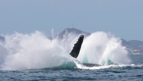 close up of a giant humpback whale jumping out of the water and making a big splash with land in the background