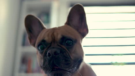 french bulldog barking at camera